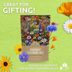 Drought Tolerant Wildflowers Mix – Bulk Quarter Pound Bag – Over 30,000 Open Pollinated Non-GMO Seeds – 21 Different Dryland Species