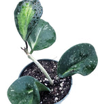 Hoya Obovata Variegated Live Houseplant 4" Pot Easy Care pet Friendly Plant - Variegations Vary from one Another - Ships from California
