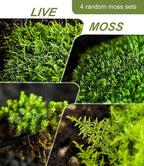 Real Live Moss – 4 Types Live Moss for Terrariums, Jumping Spider, Reptile Habitats & Mini Landscapes | Revives in 5 Minutes with Water Mist, Soft Green Texture, Easy to Grow (4-Pack, 3.5”x7”)