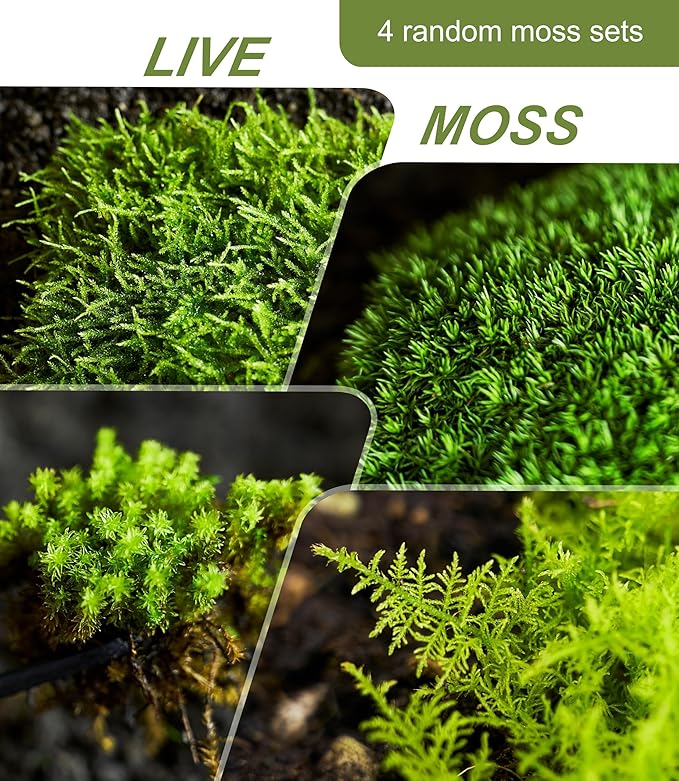 Real Live Moss – 4 Types Live Moss for Terrariums, Jumping Spider, Reptile Habitats & Mini Landscapes | Revives in 5 Minutes with Water Mist, Soft Green Texture, Easy to Grow (4-Pack, 3.5”x7”)