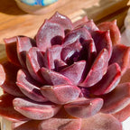 Live Succulents Plants Echeveria Black Mamba 3 inches,Rare Black Red Succulents Bare Root Without Pot Soil, Live Plants Indoor Office Decoration Wedding and Gift