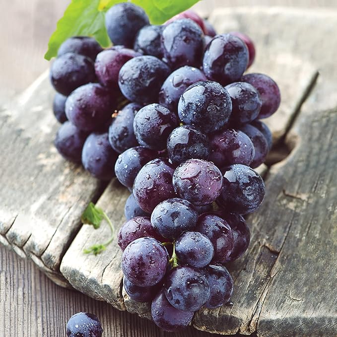 Garden State Bulb Concord Seedless Grape, Bare Root, Non-GMO, Spring Planting (Bag of 1)