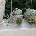 Geometric Air Plant Holder Airplants Rack Metal Plants Stand Planter Shelves Himmeli Living Decor Tillandsia Pot Containers (Silver 5pcs)