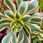 Aeonium Sunburst Succulent Rare Tri-Color Rosette – Variegated Live Plant in 4" Pot, Easy Care Drought-Tolerant Succulent, Indoor/Outdoor Patio Plant, Colorful Variegated Aeonium