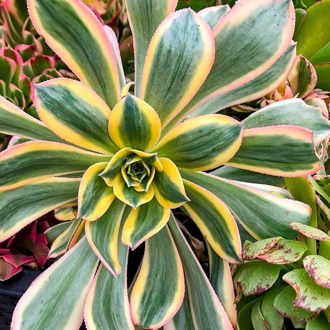 Aeonium Sunburst Succulent Rare Tri-Color Rosette – Variegated Live Plant in 4" Pot, Easy Care Drought-Tolerant Succulent, Indoor/Outdoor Patio Plant, Colorful Variegated Aeonium