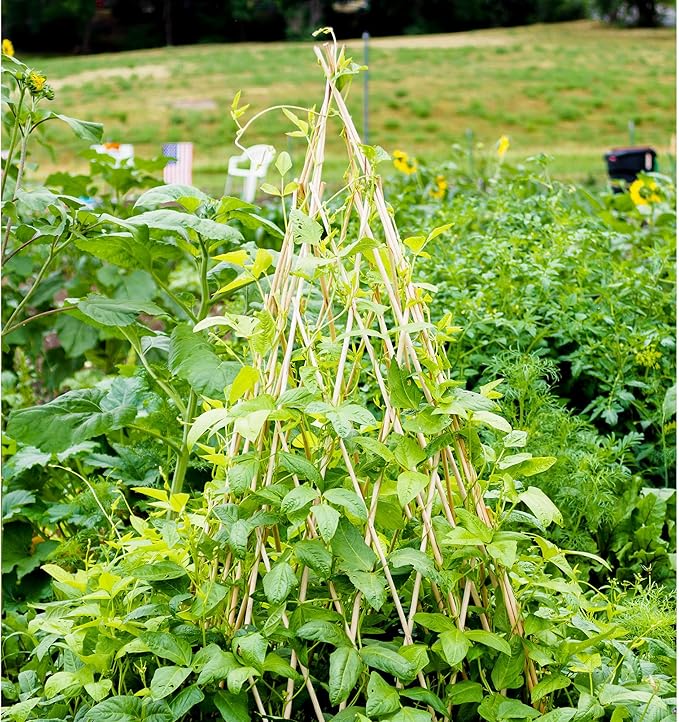 6ft Expandable Bamboo Teepee Trellis for Climbing Plants, Self-Standing Natural Bamboo Trellis for Plant Support, Folding Garden Trellis for Vines Flowers Vegetable Indoor Outdoor