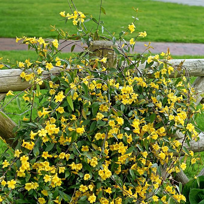 Perfect Plants Yellow Carolina Jessamine 1 Gallon | Live Shrub for Gardens | Fragrant Spring Blooms