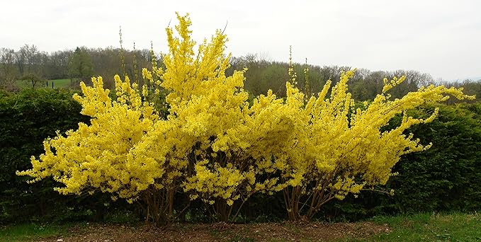 Two Pack of Lynwood Gold Forsythia Bushes - 2 Live Plants Shipped 2 to 3 Feet Tall by DAS Farms