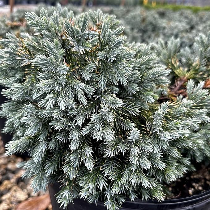 RedCrocus Blue Star Juniper- Compact Evergreen Conifer for Landscapes, Rock Gardens & Containers, Hardy in Zones 4-8, Drought-Tolerant, Pet-Safe 3 Gallon