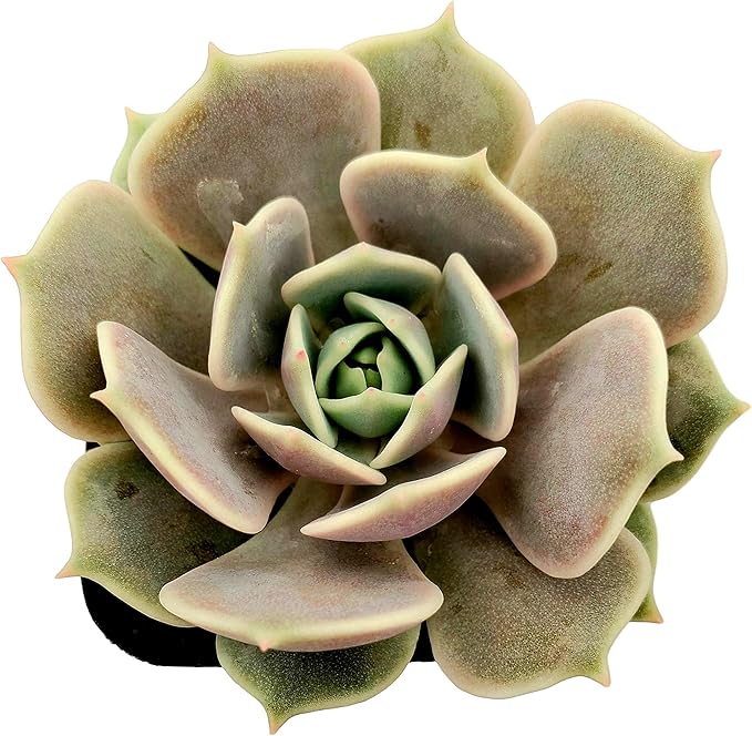 Fat Plants San Diego Live Echeveria Succulent Plant in a 4 inch Plastic Growers Pot (2 inch, Lola)