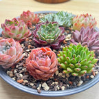 12 Pack Live Rosette Succulent Plants 1.5-2.5" – Assorted Mini Echeveria Succulents Bare Root, Low Maintenance Succulent Variety Pack for Wedding Favors, Gifts, DIY Projects