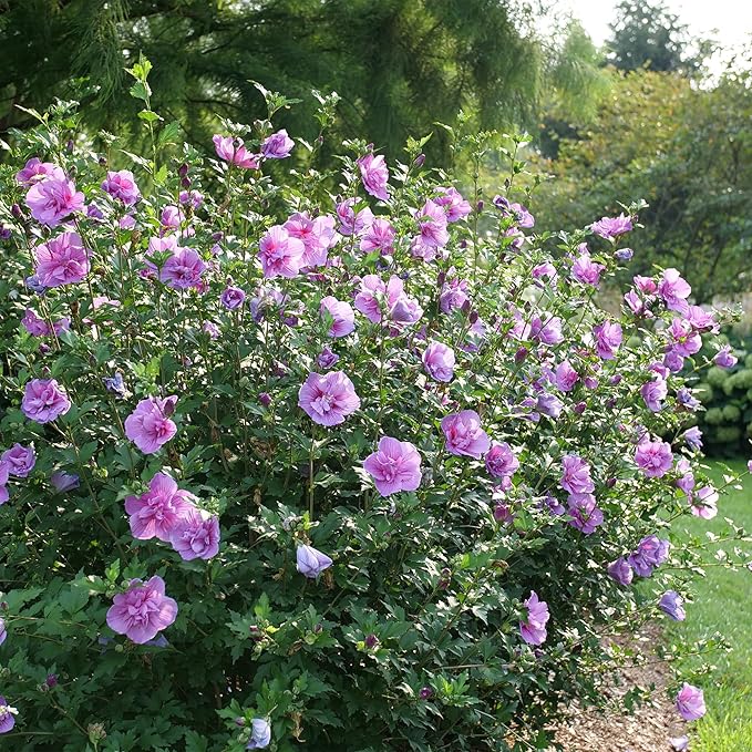 Proven Winners 2 Gal. Dark Lavender Chiffon Rose of Sharon (Hibiscus) Shrub