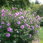 Proven Winners 2 Gal. Dark Lavender Chiffon Rose of Sharon (Hibiscus) Shrub