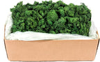 Super Moss (21499 Reindeer Moss Preserved, Forest Green, 10lbs