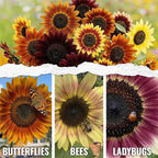 Seed Needs Sunflower Seeds to Plant Autumn Beauty Sunflowers (Mixture) - Heirloom & Open Pollinated Flower Seed to Plant an Outdoor Wildflower Butterfly Garden - Makes a Great Cut Flower (2 Packs)
