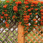 Flame Vine Plant Seeds, 100+ Climing Firecracker Vine Seeds Attracts Pollinators, Heirloom Pyrostegia Venusta Flower Seed for Garden Home Outdoor