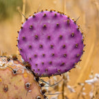 8 Months Old Purple Prickly Pear Cactus Plants Live Potted, 4-6 Inch Tall, Prickly Cactus Live Plant Indoor Outdoor Planting, Hardy Succulent for Home or Garden