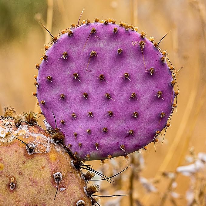8 Months Old Purple Prickly Pear Cactus Plants Live Potted, 4-6 Inch Tall, Prickly Cactus Live Plant Indoor Outdoor Planting, Hardy Succulent for Home or Garden