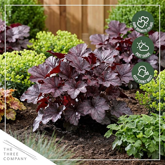 Live Heuchera Coral Bells 2-Pack – Purple Shades – Shade Perennial Foliage Plant, 10” Tall, 1 Qt Pot