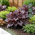 Live Heuchera Coral Bells 2-Pack – Purple Shades – Shade Perennial Foliage Plant, 10” Tall, 1 Qt Pot
