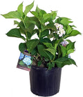 Hydrangea mac. Nantucket Blue (Reblooming Hydrangea) Shrub, RB pink or blue, #3 - Size Container