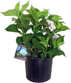 Hydrangea mac. Nantucket Blue (Reblooming Hydrangea) Shrub, RB pink or blue, #3 - Size Container