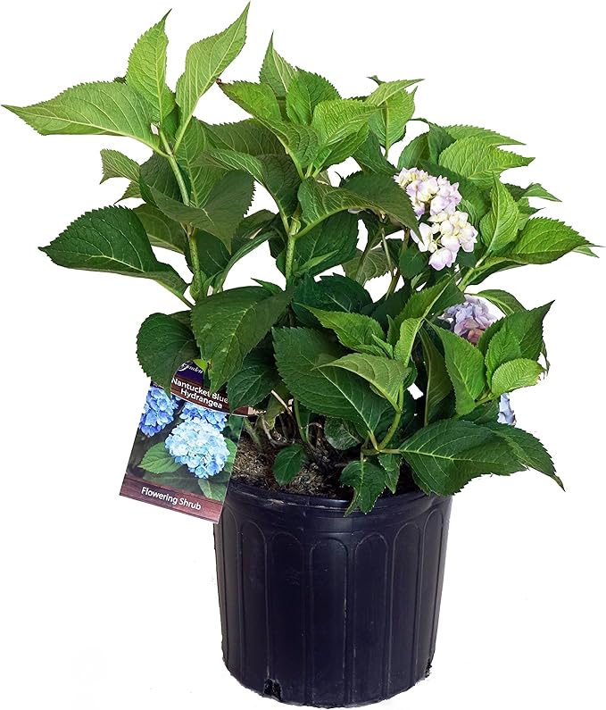 Hydrangea mac. Nantucket Blue (Reblooming Hydrangea) Shrub, RB pink or blue, #3 - Size Container