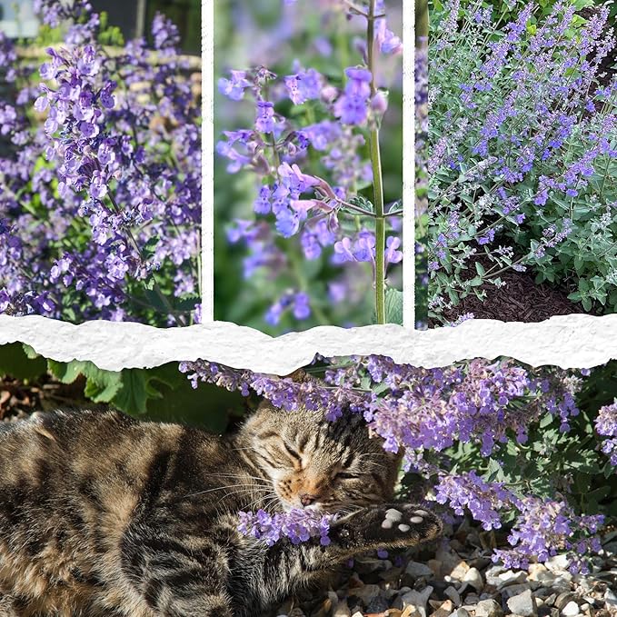 Seed Needs Catmint Seeds for Planting an Indoor/Outdoor Herb Garden - Non-GMO Heirloom & Untreated Herbal Plants - Great for Cats Nepeta mussinii (10 Packs)
