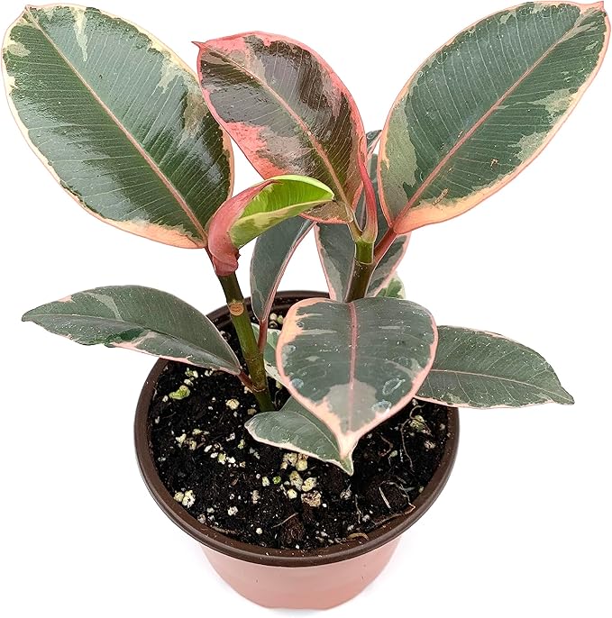 Ficus Decora Tineke Live Potted House Plants Air Purifying