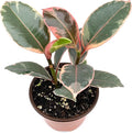 Ficus Decora Tineke Live Potted House Plants Air Purifying