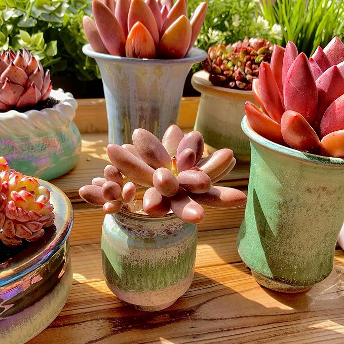 Live Succulents Plants Pachyveria Sugar Beauty 2 inches,Rare red Succulents Bare Root Without Pot Soil, Live Plants Indoor Office Decoration Wedding and Gift