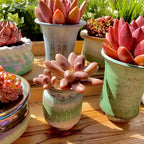 Live Succulents Plants Pachyveria Sugar Beauty 2 inches,Rare red Succulents Bare Root Without Pot Soil, Live Plants Indoor Office Decoration Wedding and Gift