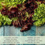 Seed Needs Lettuce Seeds Variety Pack for Planting a Collection of 8 Individual Varieties - Packets Includes Romaine, Iceberg, Oakleaf, Lollo Rosso and More