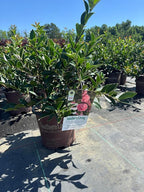 October Magic Pink Perplexion Camellia, 1 Gallon, Pink Double Flowers, 4-5 ft Height and Width, Fall Blooming Shrub