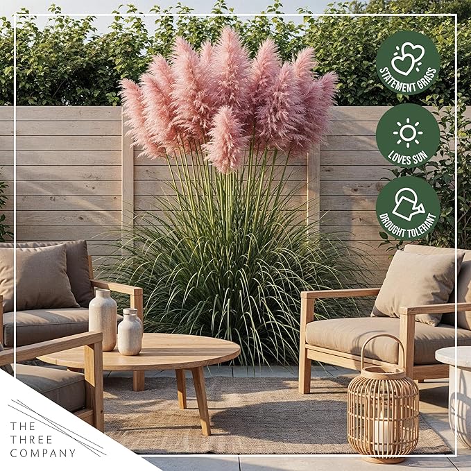 Live Ornamental Pampas Grass (Cortaderia selloana) - Pink - Perennial Accent Plant - 10" Tall by 5" Wide in 1.5 Qt Pot