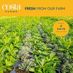 Costa Farms Lavender Live Outdoor Plants (2-Pack), Fragrant Perennial Flowers in 2-Quart Grow Pots, Aromatic Purple Blooms for Patio, Landscaping, Garden Beds, and Home Decor, Attracts Pollinators