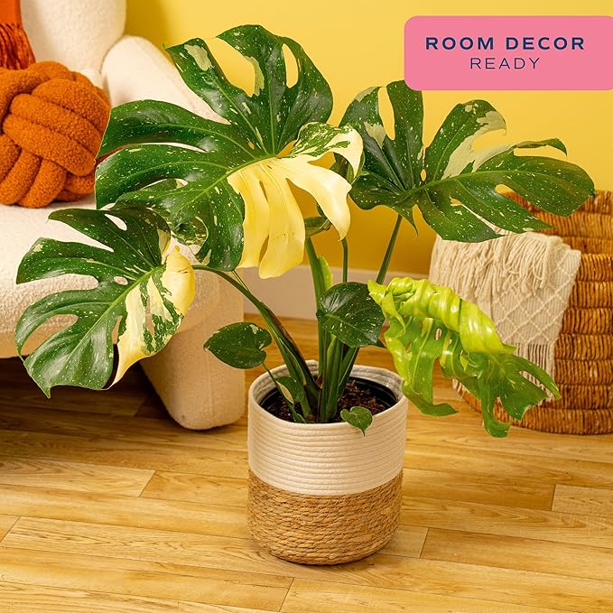 Costa Farms Live Plant, Thai Constellation Monstera House Plant, Decorative Plant Pot, Trending Tropicals Collection for Home and Room Decor, 2-3-Feet Tall