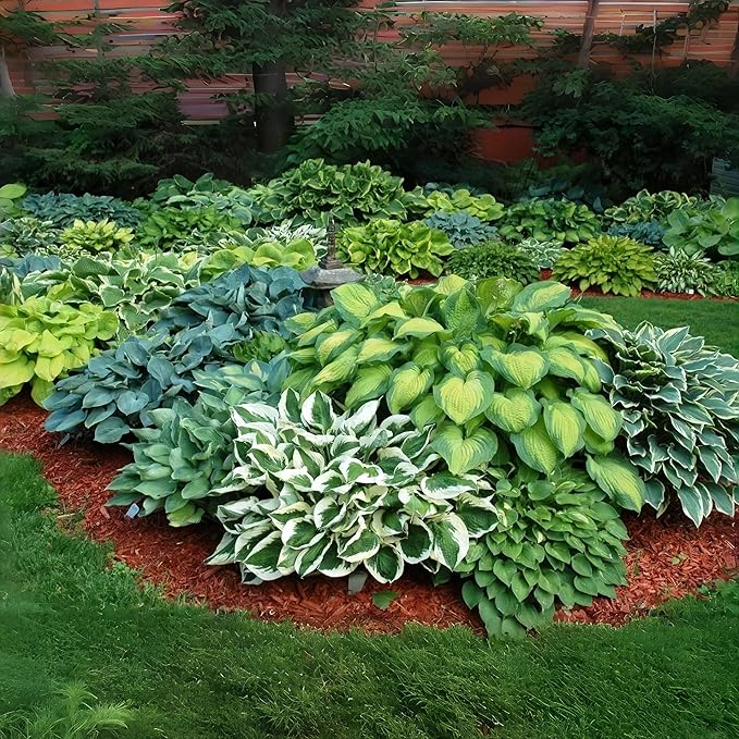 Hosta Flower Seeds, 220pcs, Perennial Shade Plant with Lush Foliage, Ideal for Woodland & Home Gardens