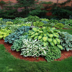 Hosta Flower Seeds, 220pcs, Perennial Shade Plant with Lush Foliage, Ideal for Woodland & Home Gardens