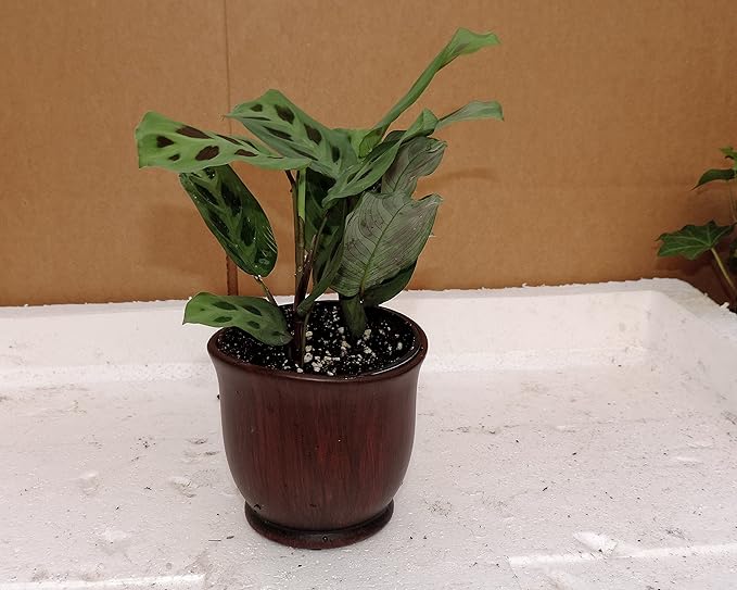 Green Prayer Plant - Maranta - Easy to grow - 4"ceramic Pot red color - Easter Plant-unique from jmbamboo