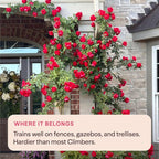 Heirloom Climbing Roses, Live Own Root Plant for Outdoor Garden, Arborose® Florentina, Moderately Fragrant, Hardiness Zones 5-10, Continual Blooming