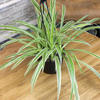 Live Spider Plant in 6" Hanging Basket with Detachable Hook, Pet Friendly Houseplant for Home or Office, Unique Seasonal Varieties, Real Easy to Grow Houseplants by Plants for Pets