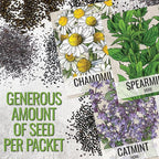 Seed Needs Herb Seeds for Planting a Collection of 6 Medicinal Herbs - Non-GMO Heirloom & Untreated Tea & Infusion Varieties (Chamomile, Lemon Balm, Spearmint, Anise Hyssop, Lemon Mint & Catmint)