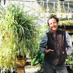 Smoke Camp Crafts - Organic -Spider Plant Trio