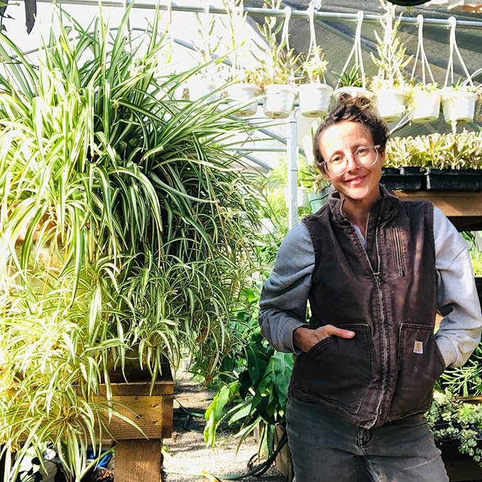 Smoke Camp Crafts 7 Live Plant Cuttings for Propagation, Queen of The Night Plant, Burro's Tail, Pencil Cactus, Spider, Snake, Mother of Thousands Green