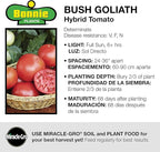 Bonnie Plants Bush Goliath Tomato, Live Plant, 19.3 oz., 4-Pack