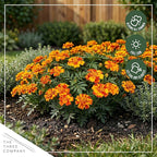 Live Flowering Marigold - Durango Bolero (4 Per Pack), Beautiful Spring Color, 8" Tall by 4" Wide in 1 Pt Pot