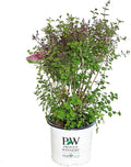Proven Winners - Syringa x Bloomerang Dark Purple (Reblooming Lilac) Shrub, dark purple flowers, #2 - Size Container