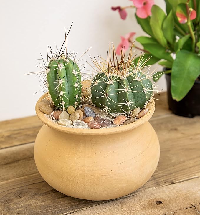 Altman Plants, Assorted Cactus Plants Live Cactus Decor (12PK), Cactus Plant Live Succulents Plants Live in Cactus Soil Potting Mix, Live Cacti Plants Live Succulent Plants Live Plants in Cactus Pot