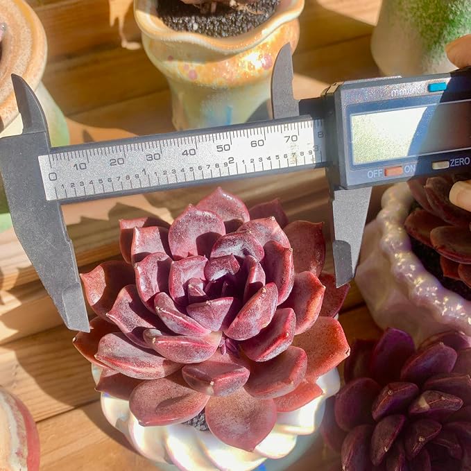 Live Succulents Plants Echeveria Black Mamba 3 inches,Rare Black Red Succulents Bare Root Without Pot Soil, Live Plants Indoor Office Decoration Wedding and Gift